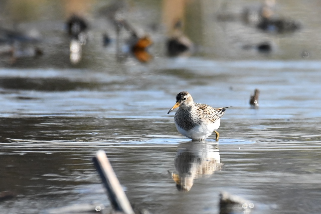 �A�����J�E�Y���V�M