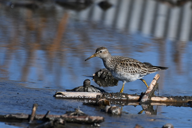 �A�����J�E�Y���V�M