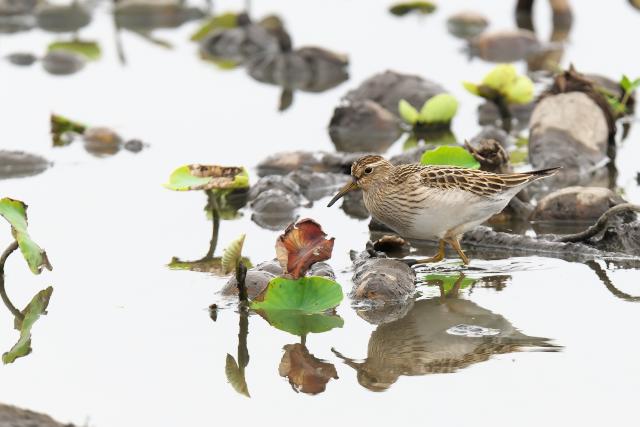 �A�����J�E�Y���V�M