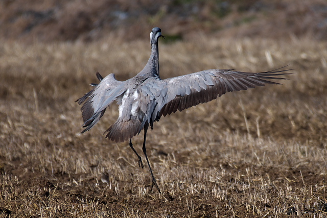 �A�l�n�d��