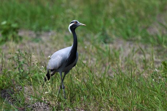 �A�l�n�d��