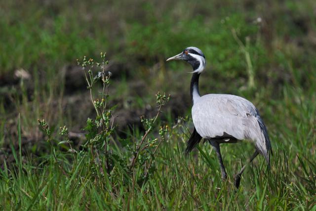 �A�l�n�d��