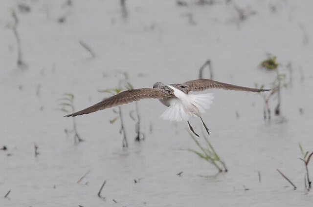 �A�I�A�V�V�M