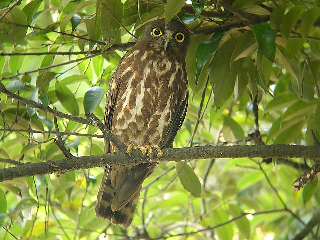 �A�I�o�Y�N