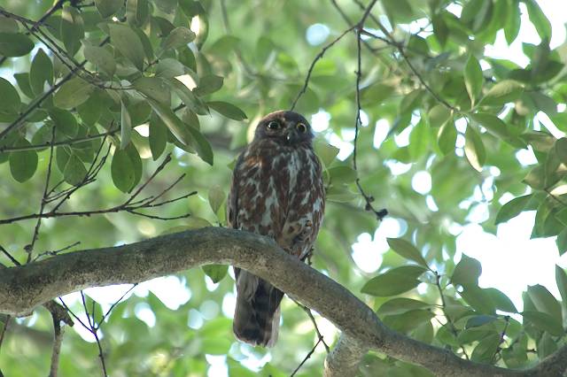 �A�I�o�Y�N