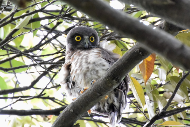 �A�I�o�Y�N