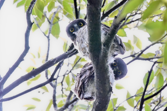 �A�I�o�Y�N