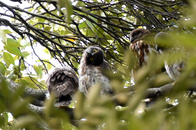 �A�I�o�Y�N