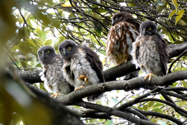 �A�I�o�Y�N