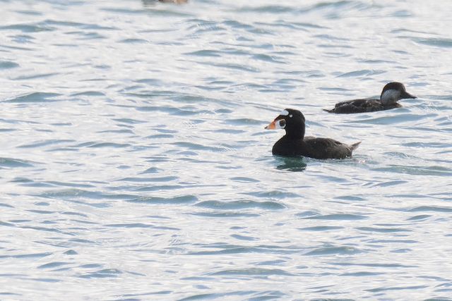 �A���i�~�L���N��