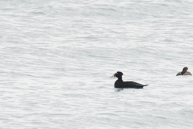 �A���i�~�L���N��