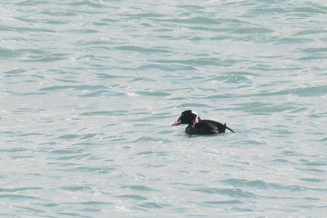 �A���i�~�L���N��