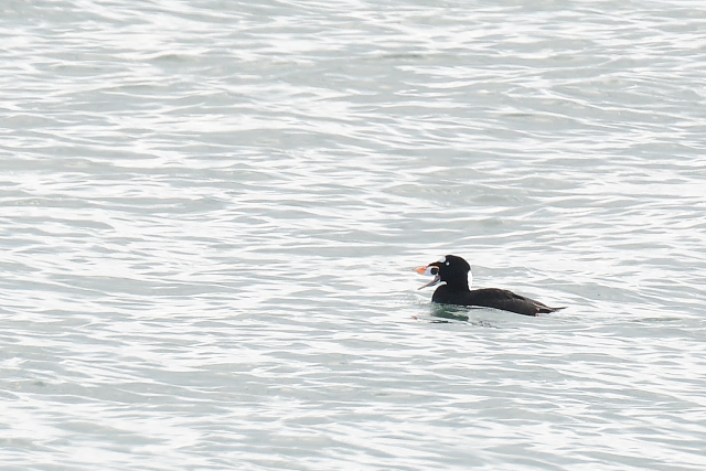 �A���i�~�L���N��