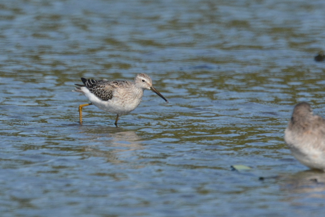 �A�V�i�K�V�M