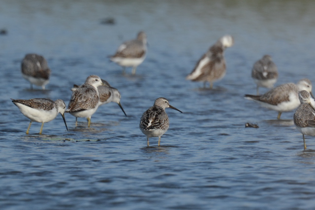 �A�V�i�K�V�M�@������O