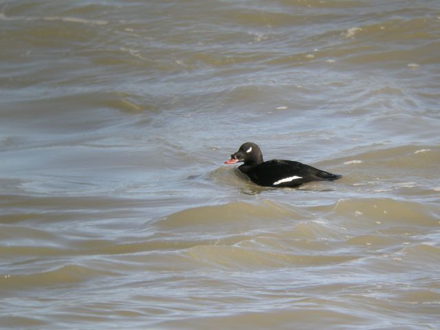 �r���[�h�L���N��