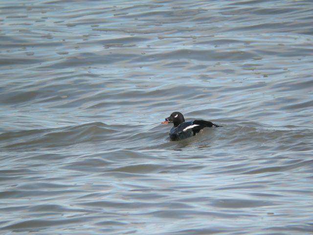 �r���[�h�L���N��