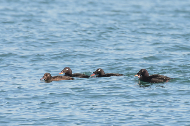 �r���[�h�L���N��