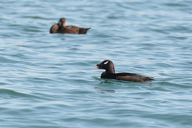 �r���[�h�L���N��