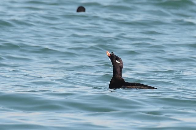 �r���[�h�L���N��