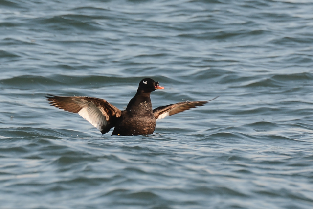 �r���[�h�L���N��