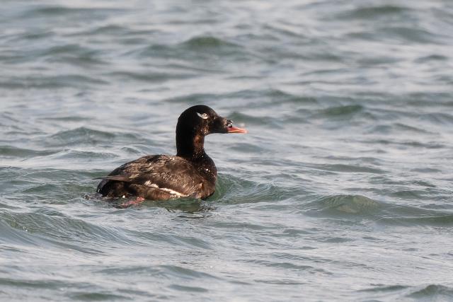 �r���[�h�L���N��