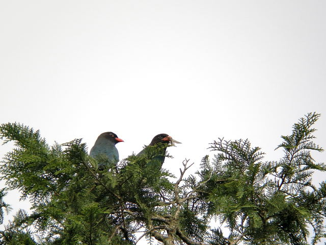 �u�b�|�E�\�E