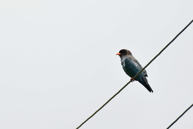 �u�b�|�E�\�E