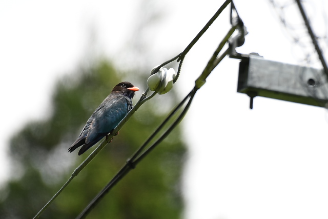 �u�b�|�E�\�E