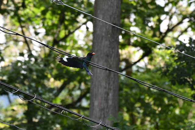 �u�b�|�E�\�E