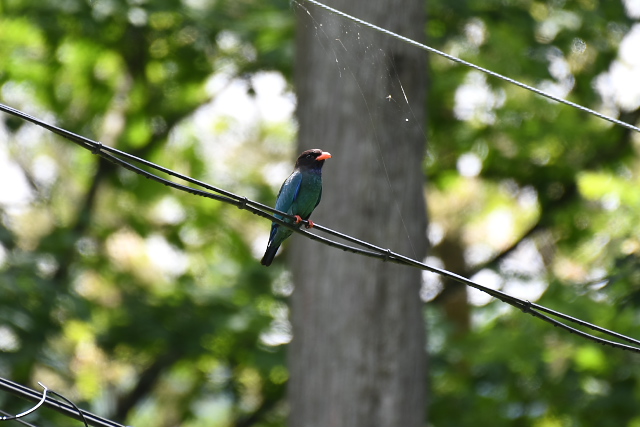 �u�b�|�E�\�E