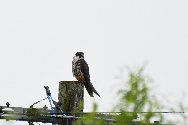 �`�S�n���u�T