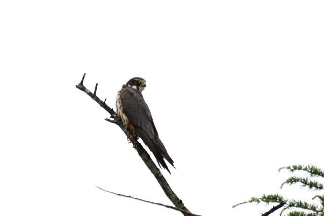 �`�S�n���u�T