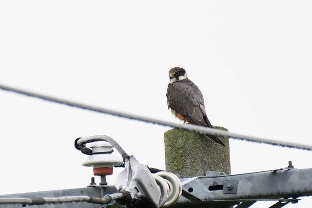 �`�S�n���u�T