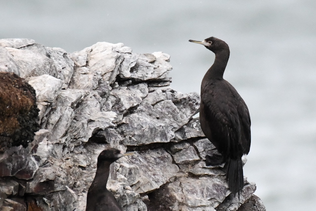 �`�V�}�E�K���X