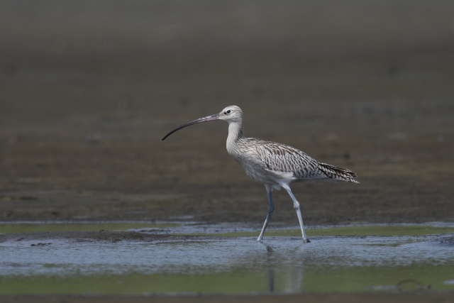 �_�C�V���N�V�M