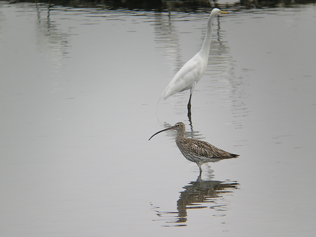 �_�C�V���N�V�M