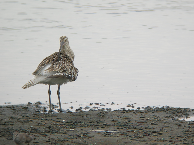 �_�C�V���N�V�M