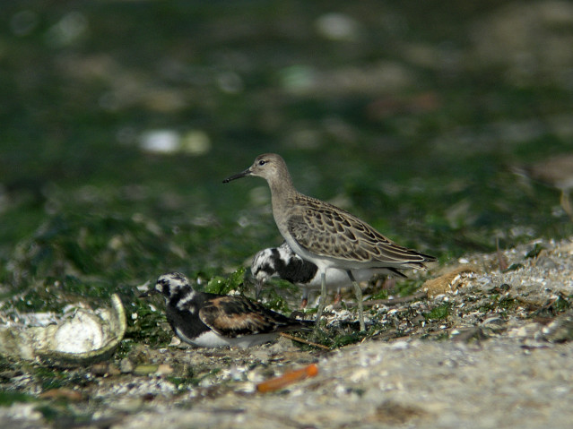 �G���}�L�V�M