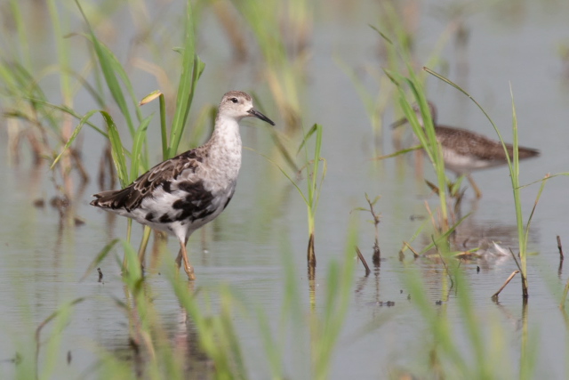 �G���}�L�V�M