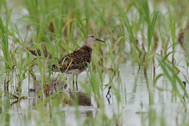 �G���}�L�V�M