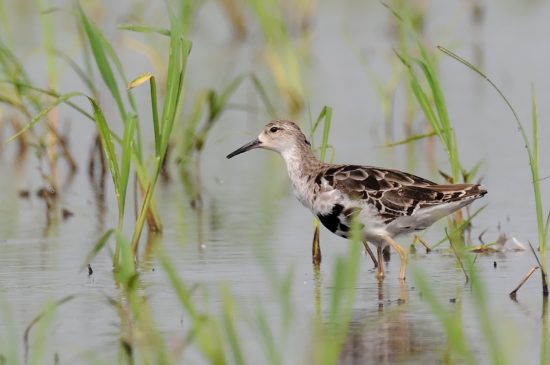 �G���}�L�V�M