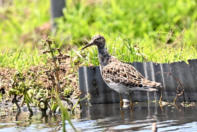 �G���}�L�V�M