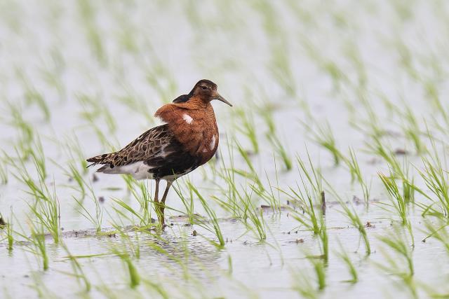 �G���}�L�V�M