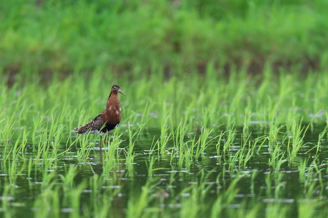 �G���}�L�V�M