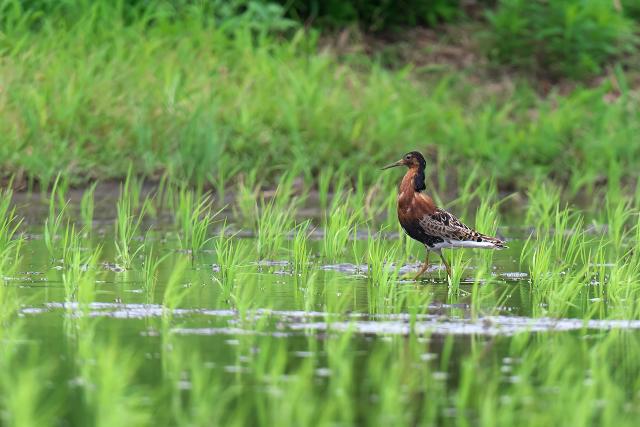 �G���}�L�V�M