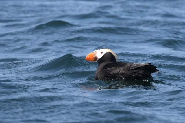 �G�g�s���J