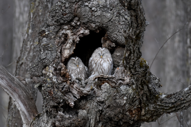 �G�]�t�N���E