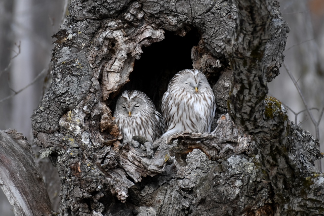 �G�]�t�N���E