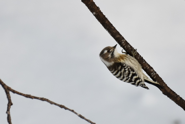 �G�]�R�Q��